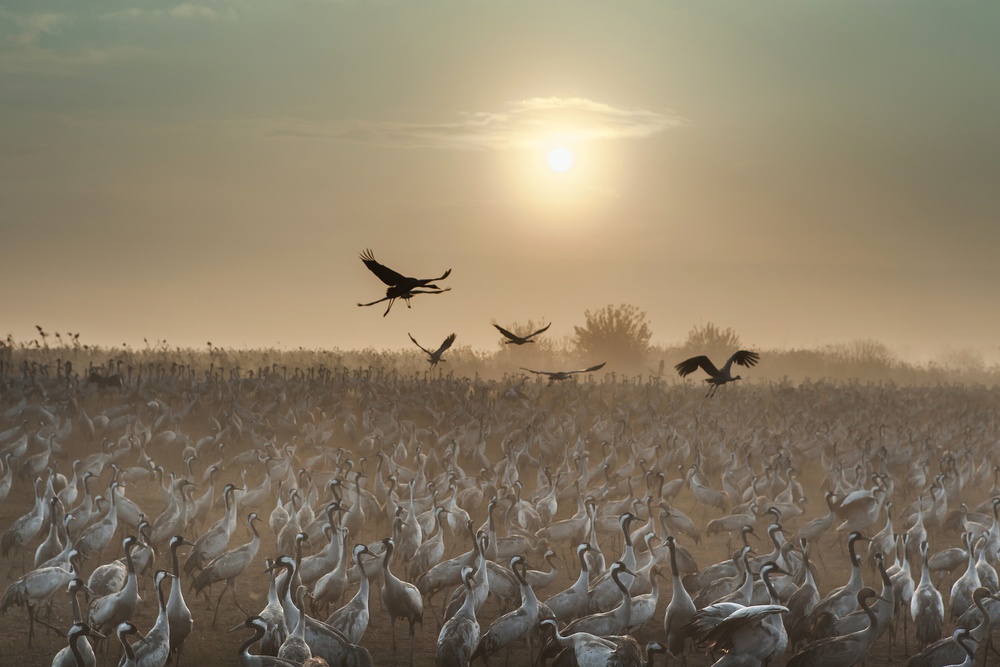 Kraniche bei Sonnenaufgang... von Natalia Rublina