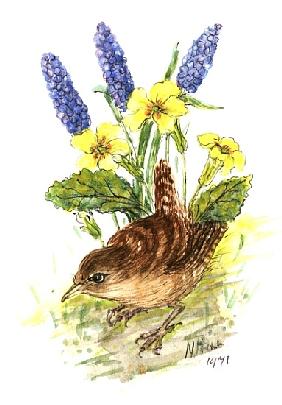 Wren in Primroses