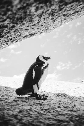 Brillenpinguin am Boulders Beach 2018