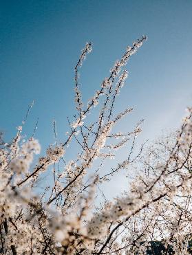 Schlehdorn Blüte Frühling 2020