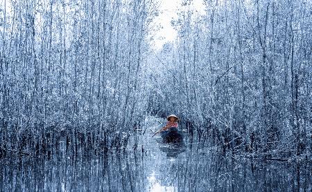 Melaleuca-Wald im Winter