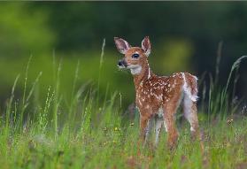 Spring Fawn