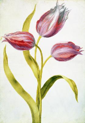 Tulips c.1675