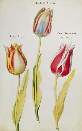 Tulips c.1675