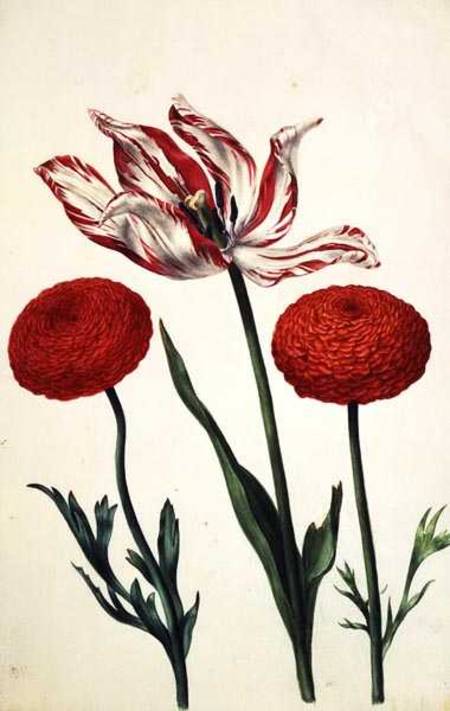 Tulip and Dahlias von Nicolas Robert