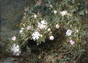 A study of Dog Roses c.1900