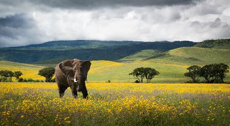 Elefant in Blumen