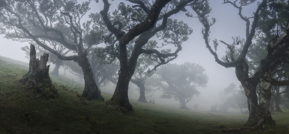 Morgennebel von Nina Pauli