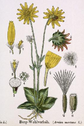 Arnica / from Schleyer