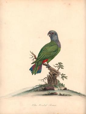 Blue-headed parrot