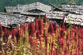 Buckwheat fields and slate-roofed huts, Kulu Valley (photo) 