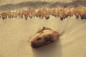 Dried coconut shell washed burnt coconut tree trunk (photo) 