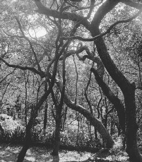 Form of trees (b/w photo) 