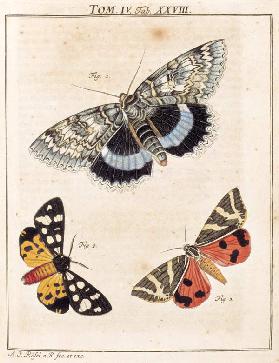 Fig. 1 Catocala frazini (Noctuidae) / Fig. 2 Epicallia villica (Arctiidiae) / Fig. 3 Euplagia quadri