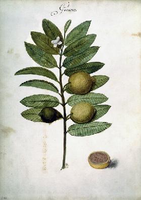 Guava / Ch.Plumier