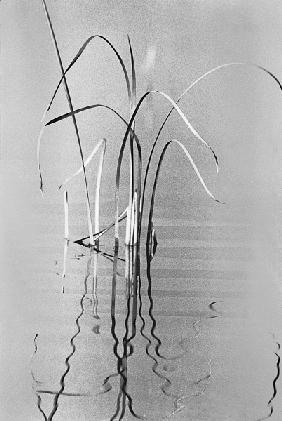 Grass in water (b/w photo) 