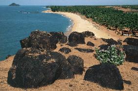 Hillock with black basaltic rocks and madar flowers Calotropis prosera, Bhatkal (photo) 