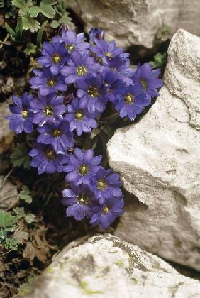 Kashmir Gentian (Gentiana carinata) (photo) 