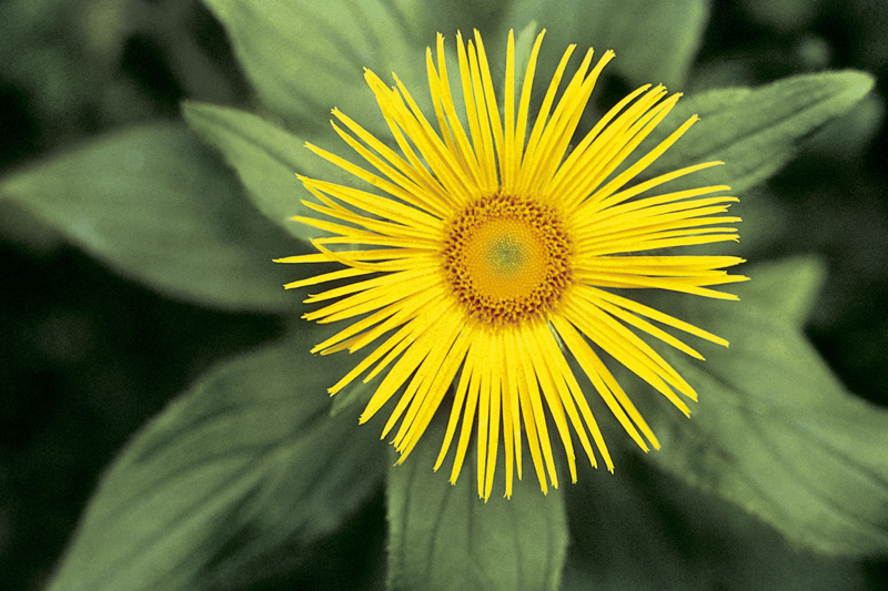 Large-Flowered Inula (Inula grandiflora) (photo)  von 