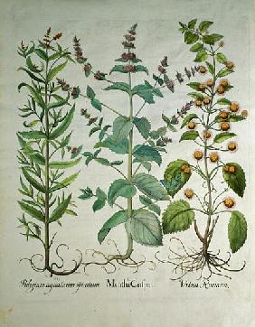 Mint: Mentha crispa