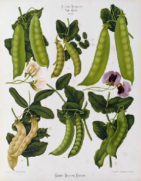 Peas / Album Benary / Lithograph