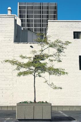 Plants on street (photo) 