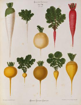 Radishes / Album Benary / Lithograph