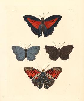 Shining red charaxes