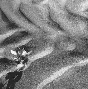 Shows desert plants (b/w photo) 