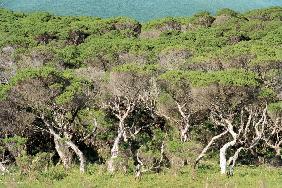 Tea trees, Wilson Promonotory (photo) 