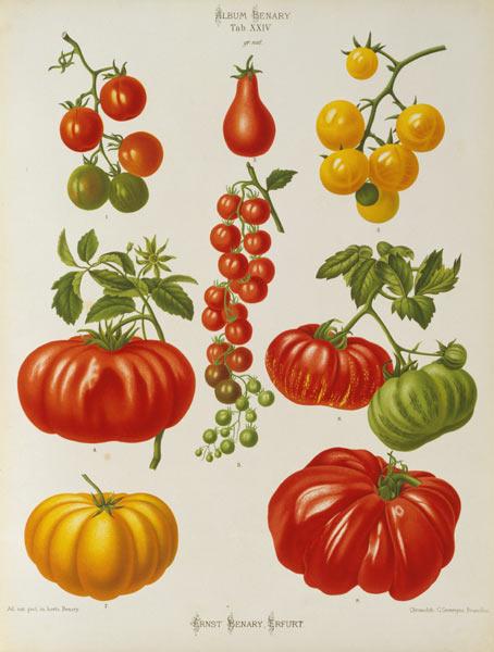 Tomaten