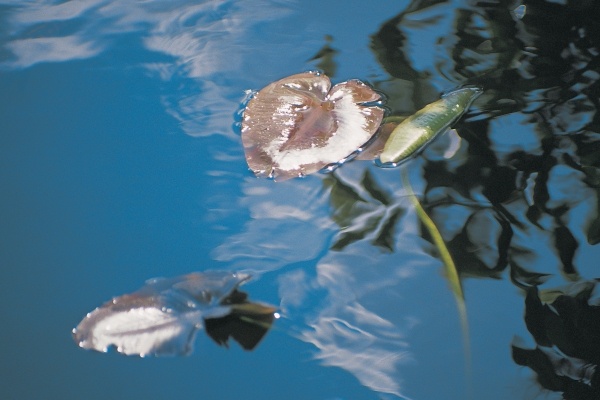 Water lily leaves and reflection of clouds in unknown lake (photo)  von 