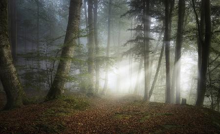 Früher Herbst