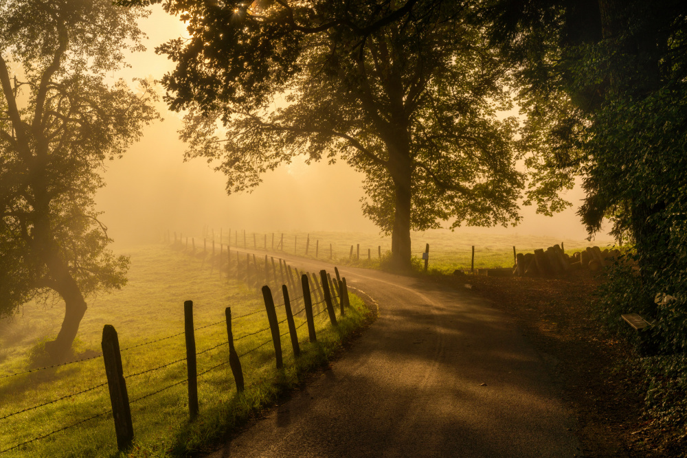 Morgenspaziergang von Norbert Maier