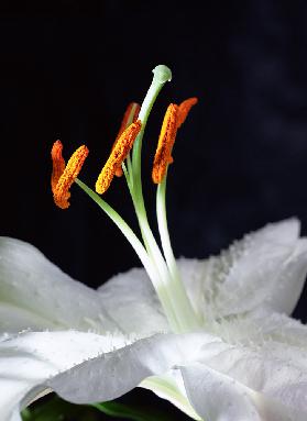 Lily Stamens 2001