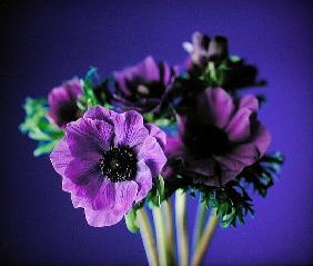 Anemonies, 1998 (colour photo) 