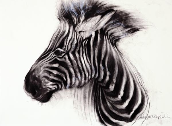 Baby Zebra 2000