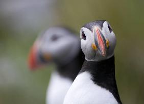 Posing Puffin