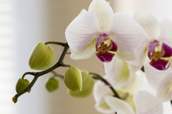Orchidee von 