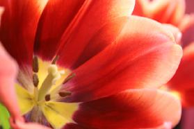 Rote Tulpe