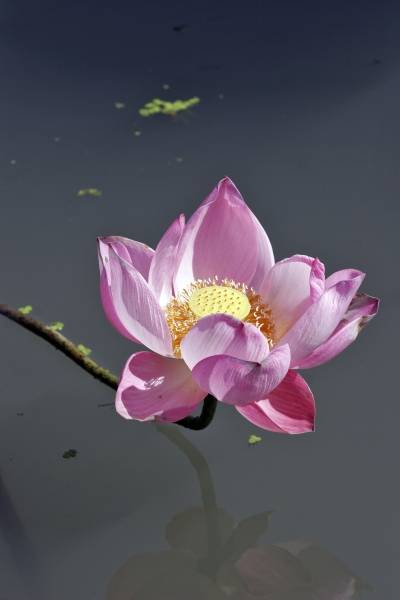 Lotusblüte 2 von 