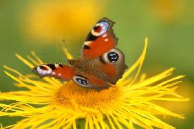 Schmetterling auf Blume 9