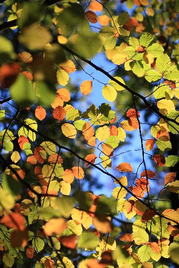 Herbst im Schlaubetal von Patrick Pleul