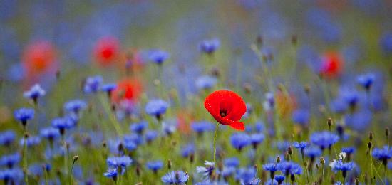 Klatschmohn zwischen Kornblumen von Patrick Pleul