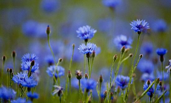 Kornblumen von Patrick Pleul