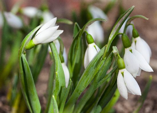 Tauwetter lässt Frühjahrsblüher sprießen von Patrick Pleul