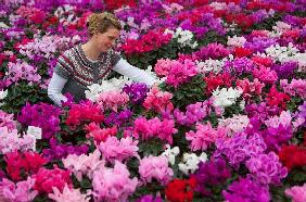 Bunte Blumen für trübe Tage