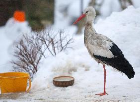 Familie kümmert sich um Storch