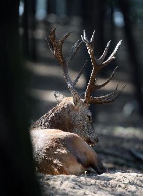 Hirschbrunft im Wildpark Schorfheide