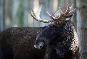 Hirschbrunft im Wildpark Schorfheide